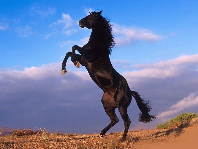 black-stallion-rearing